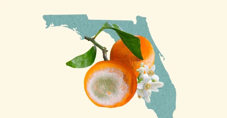 fl oranges