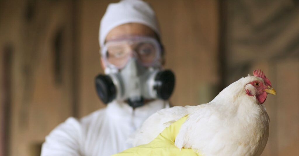 science birdflu GettyImages 522933314