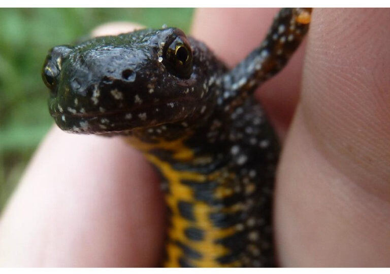 1597300095 a great crested newt